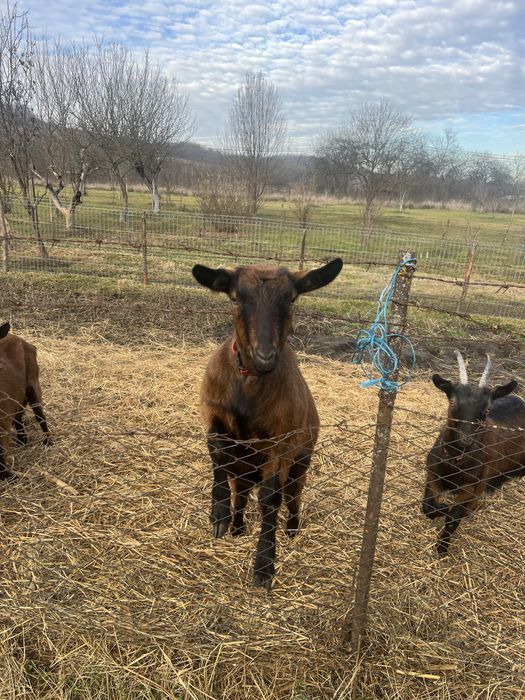 Vand 6 caprite alpine franceze