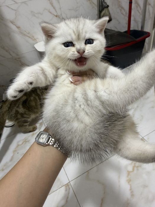 Продается котят шиншилла