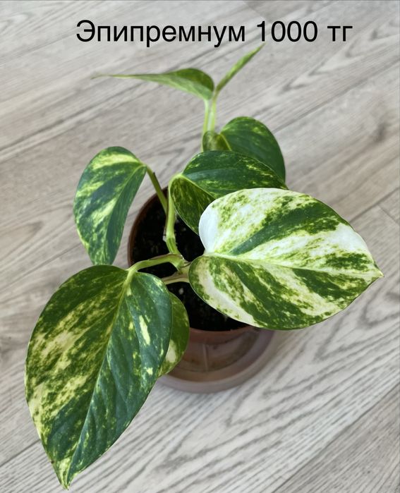 Комнатные растения