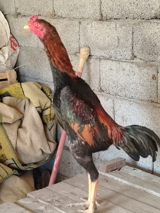 Бойцовский петух