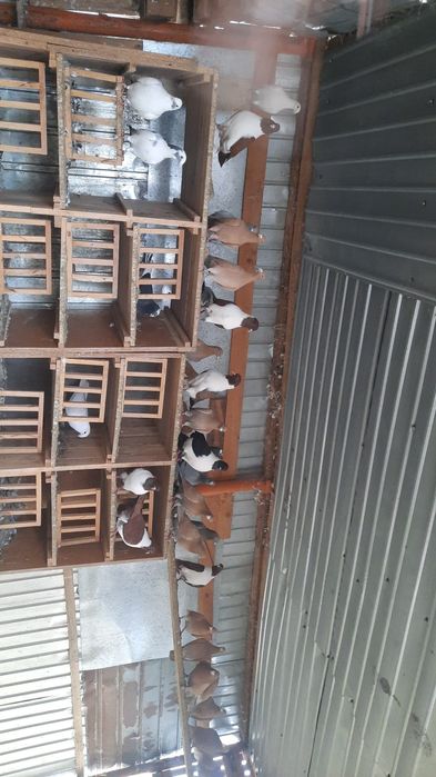 Vand Poorumbei Galbeni