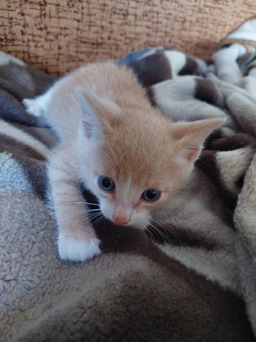 Котёнок в добрые руки