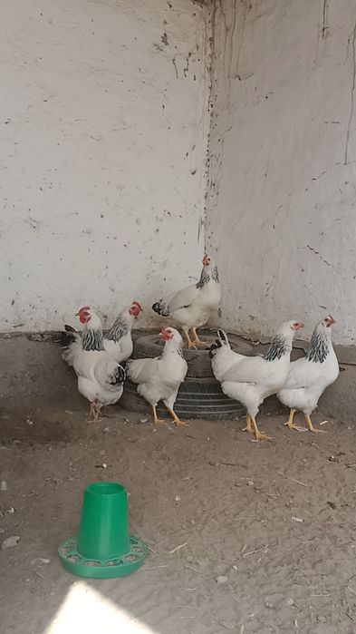 Адлер сатылды 5айлық