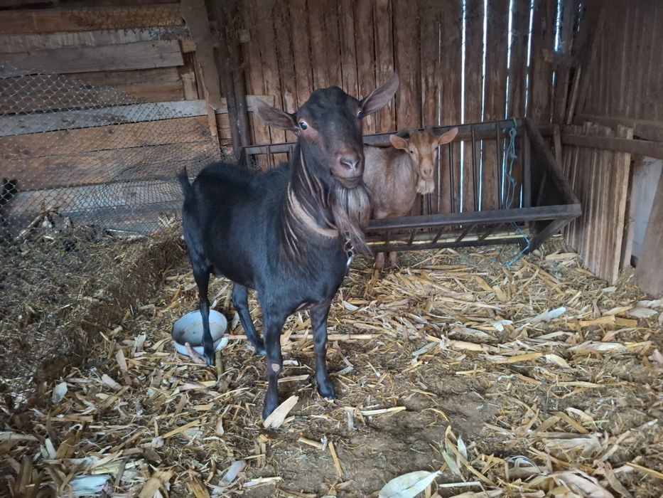 Vand țap si țăpisor murciano