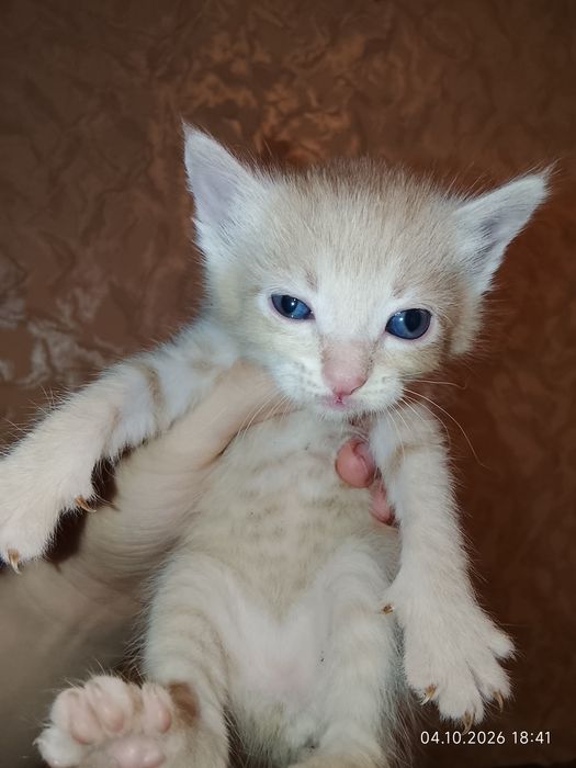 Отдам котят в добрые руки