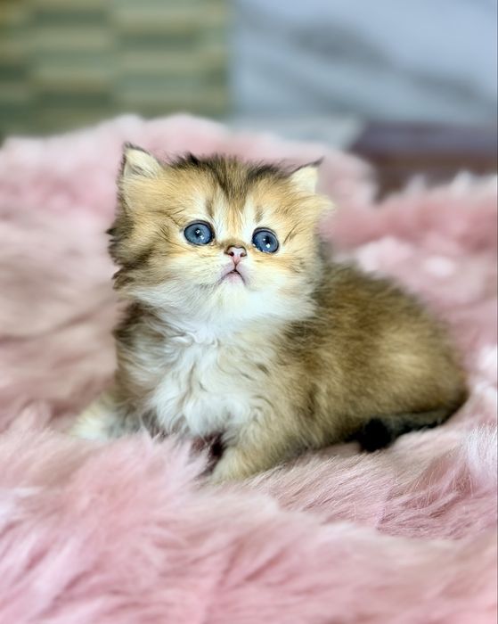 Котята с документами