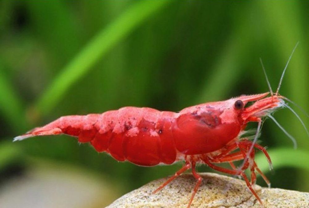 Криветки вишня красный