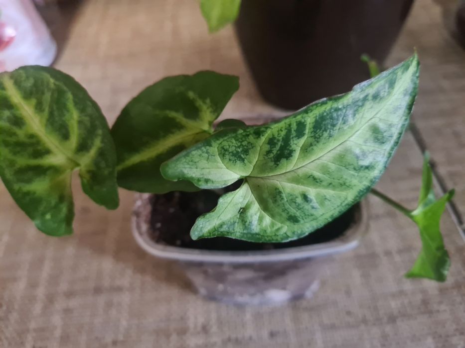 Продам сингониум " Пикси"