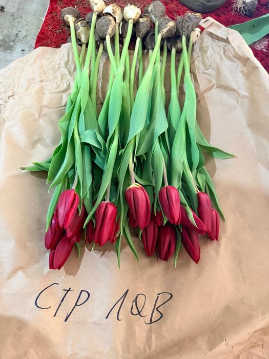 Тюльпан оптом и в розницу