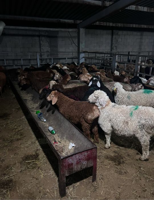 Қой, Тоқты, Бараны