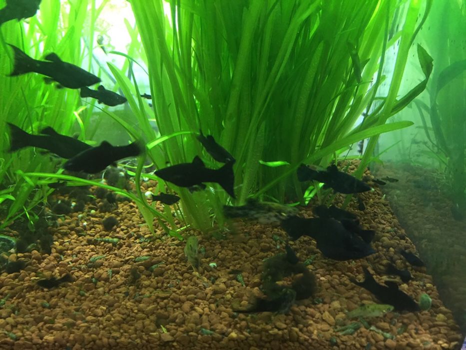 Vand pești, molly si plante de acvariu