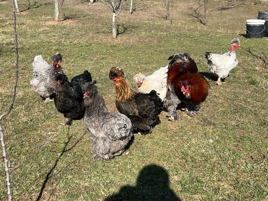 Oua incubat gaini motate, incaltate, gat golas