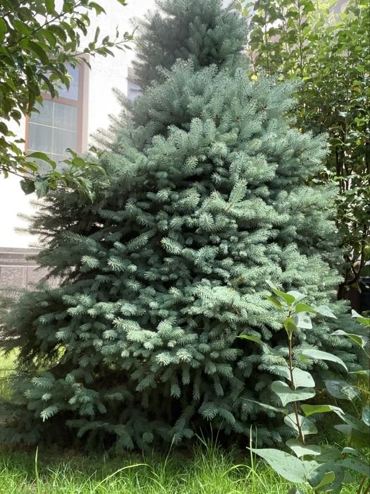 Арча голубой ель