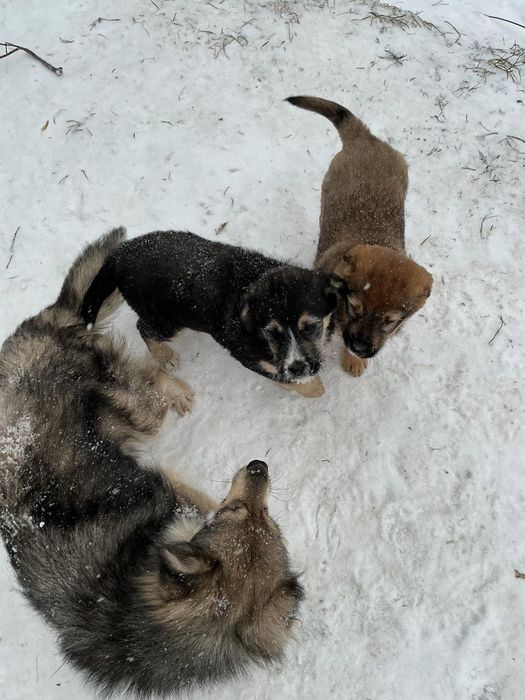 Отдам собак бесплатно