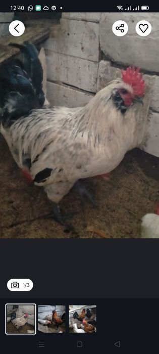 Продам молодого петушка