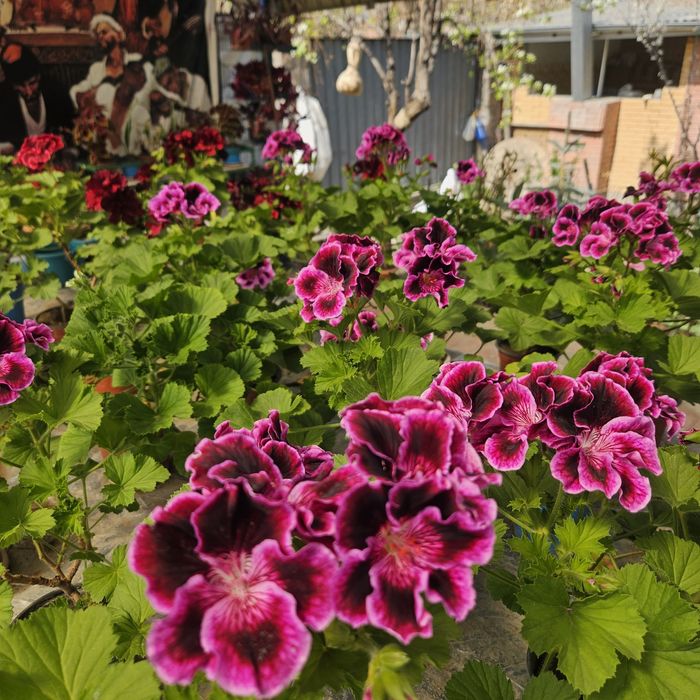 Цветы в горшках разные виды размеры разные ценыы