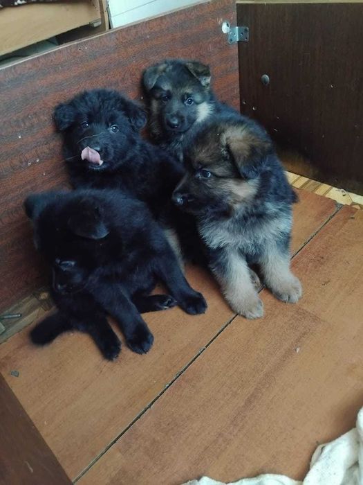 Щенки Немецкой Овчарки