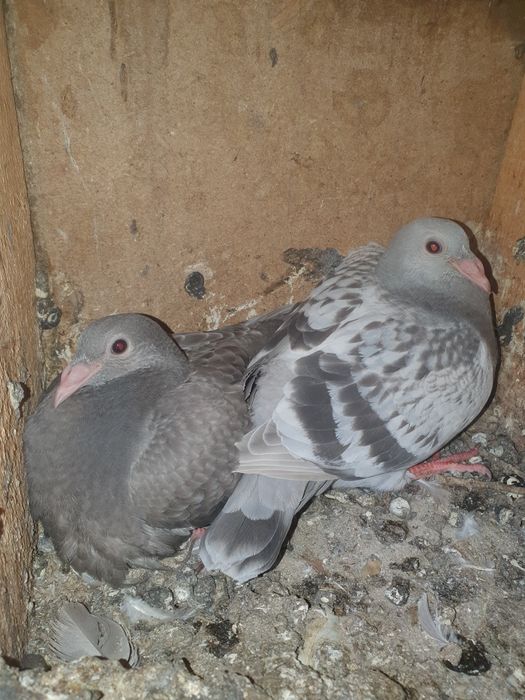 Voiajori de vânzare