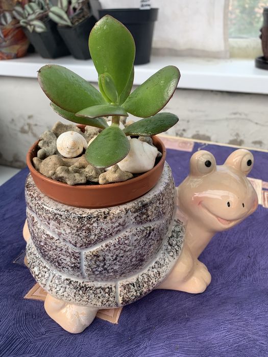 Распродажа комнатных цветов