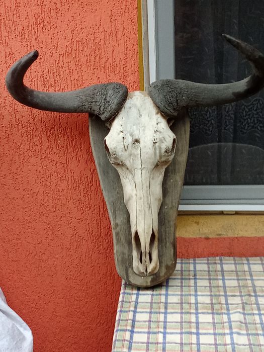 Vind Trofeu Bivol African