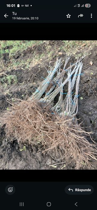 Pomi fructiferi direct pe rod