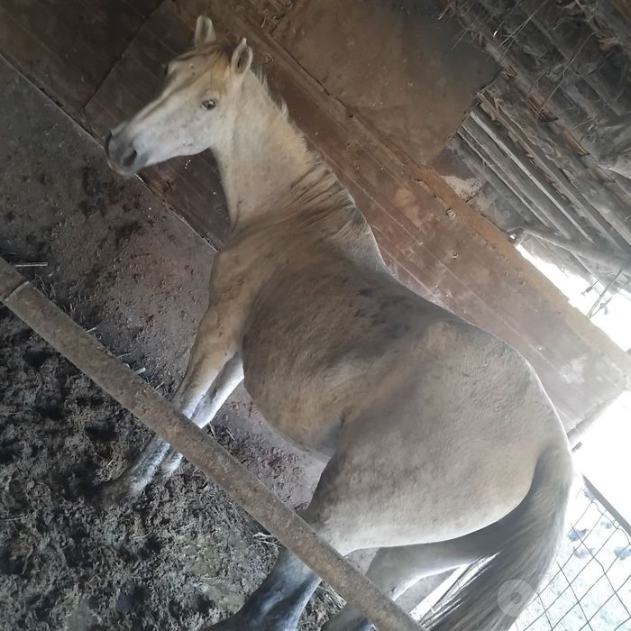 Bo'g'oz biyala sotiladi