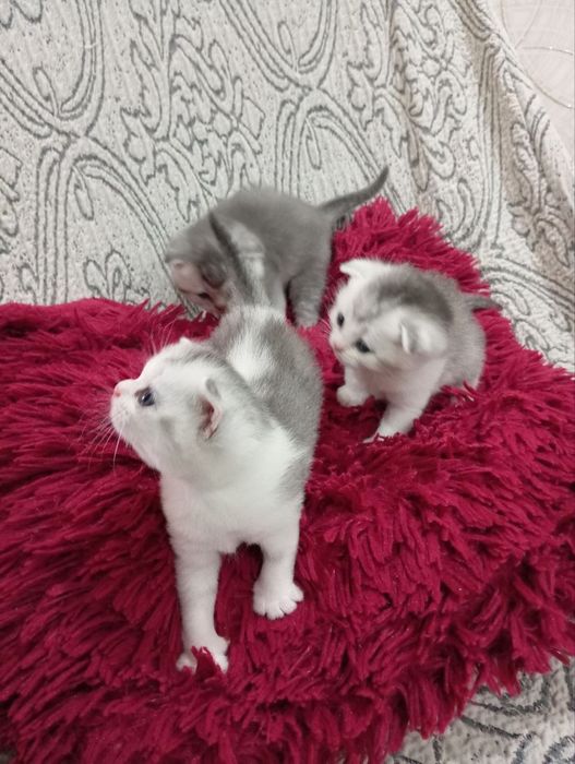 Продается котята породистые. 1,5 месячные.  Папа шеншылла. Мама скодти