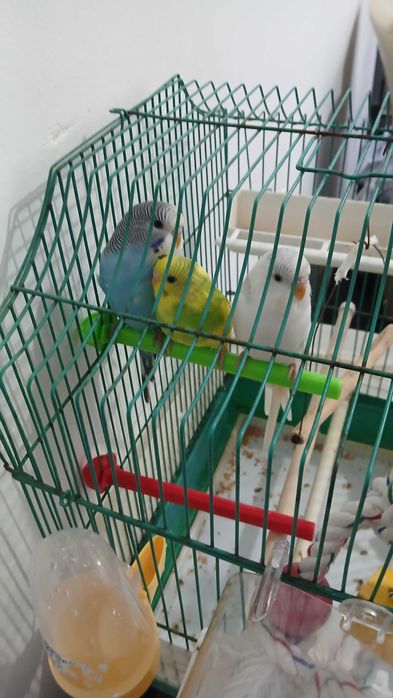 perusi  tineri si blanzi