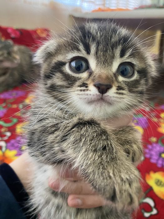 Скоттиш фолд