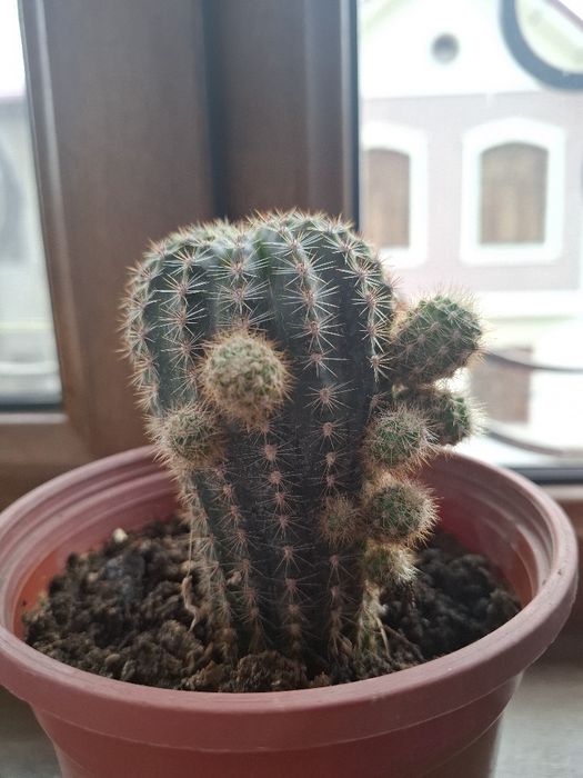 комнатные растения кактус