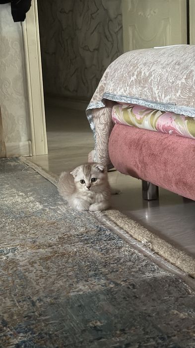 продаю шотландского котенка