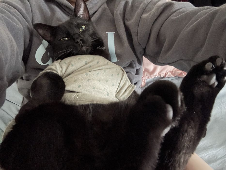 Подарявам мъжка котка