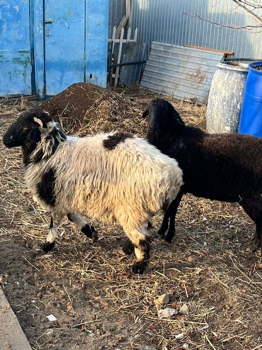 Семіз тұсақ сатылады