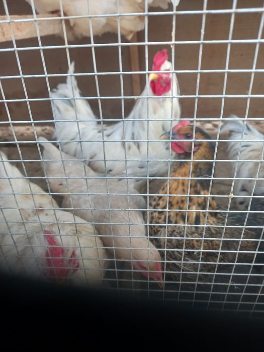 brama xurozlar sotiladi