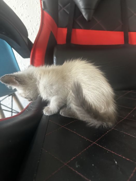 Отдам котенка девочка