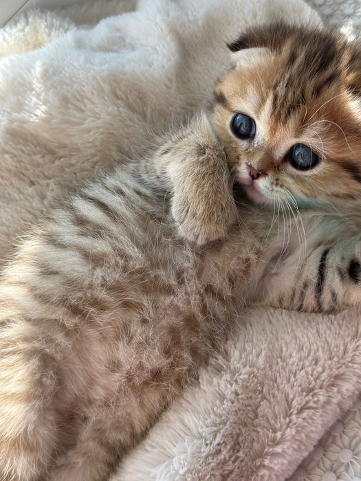 Котята от чистокровных родителей