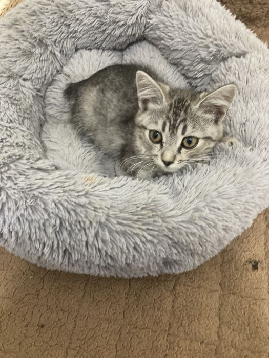 отдам котят 2 мес в заботливые руки