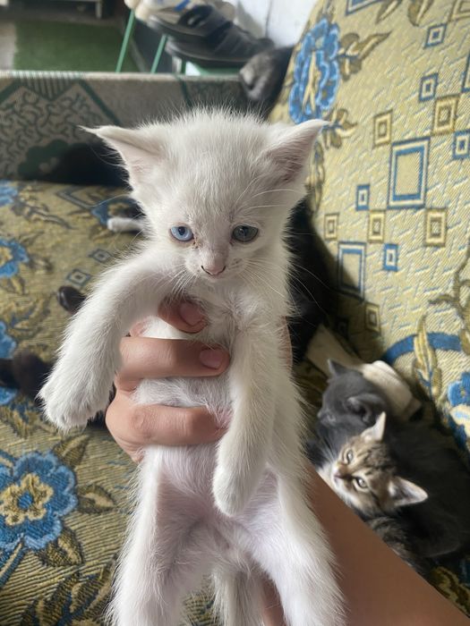Одам котят бесплатно