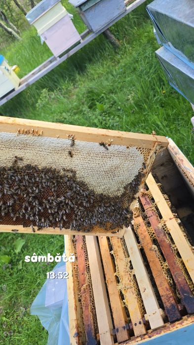 Vând familii de albine si roiuri cu tot lăzi