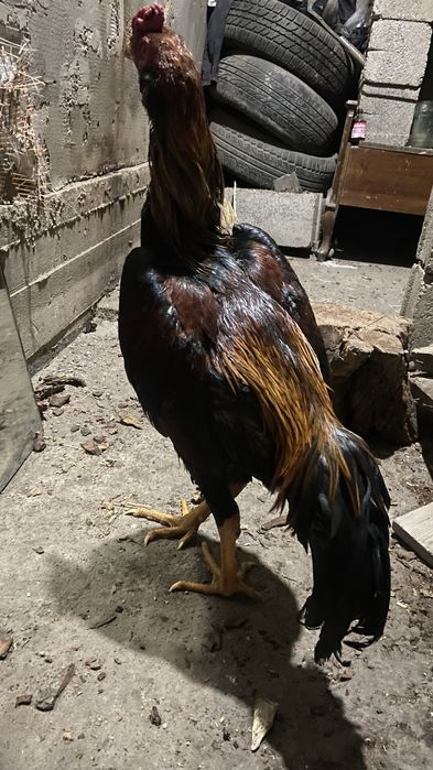 Дакан 2 кораз 1 тауык 35 мын болары