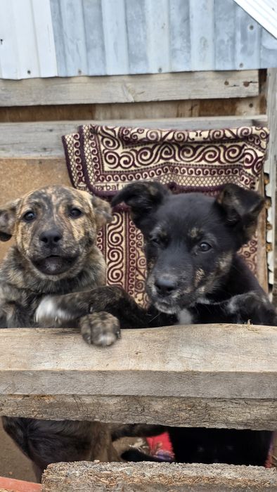 Очаровательные щенки-девочки ищут любящую семью!
