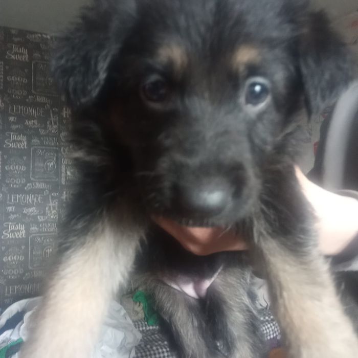 Щенки немецкой овчарки