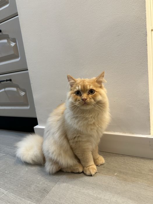 Motan british shorthair