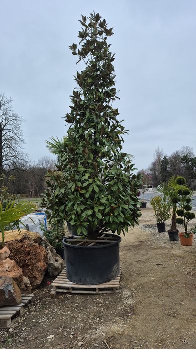 Magnolia  solangiana artar