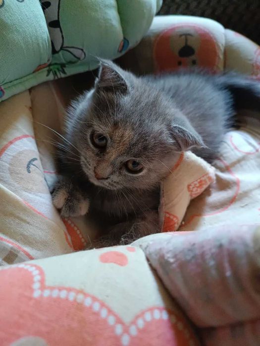 Вислоухие котята