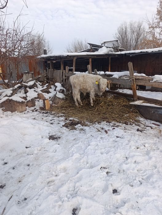 Продам бычки.подсос