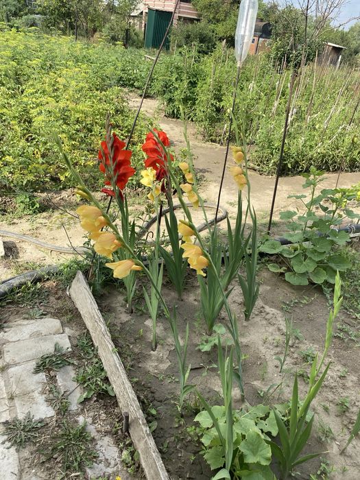 Дача на Орленке.