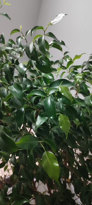 Ficus Benjamin aprox 2,5 m