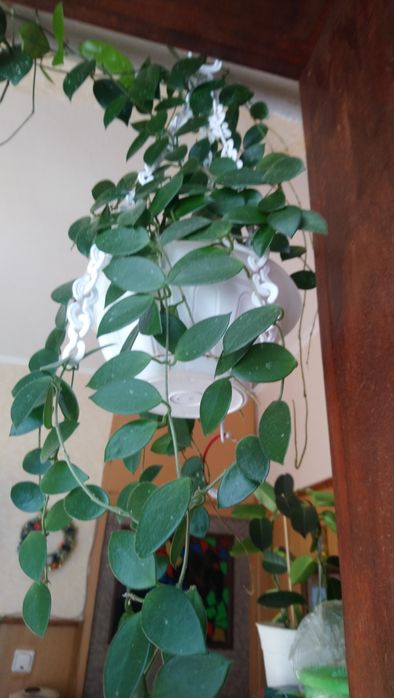 Хоя Карноза Хоя Чоки, и Хоя Публикалис