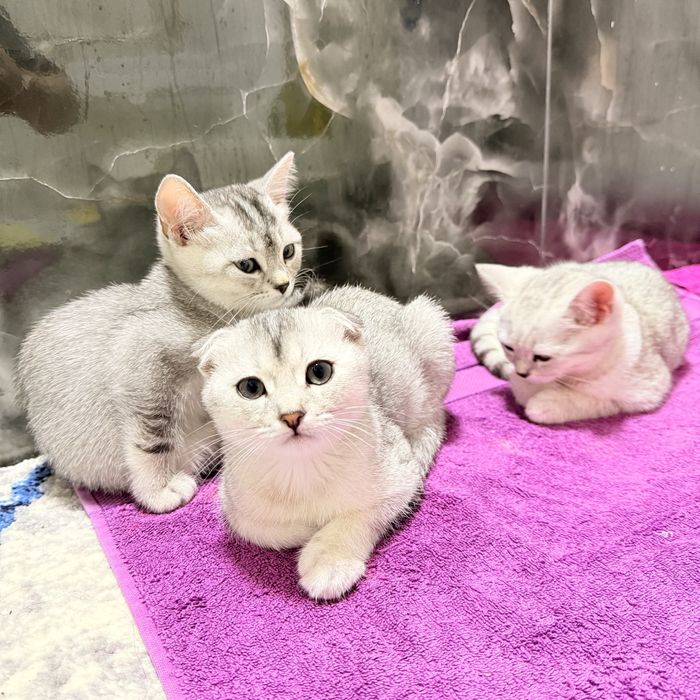 Skotsh foldva shinshilla